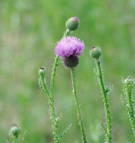 Image of genus Carduus specimen.