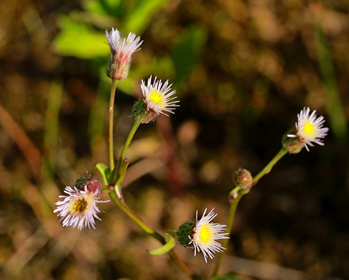 Image of Erigeron politus specimen.