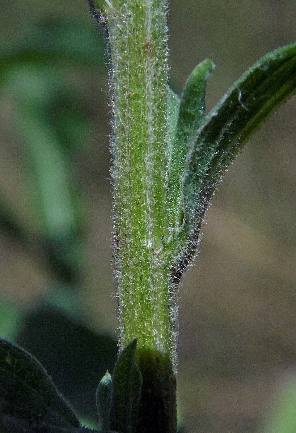 Image of Centaurea abnormis specimen.