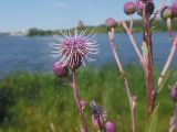 Cirsium setosum. Соцветие. Марий Эл, г. Йошкар-Ола, берег р. Малая Кокшага. 11.08.2018.