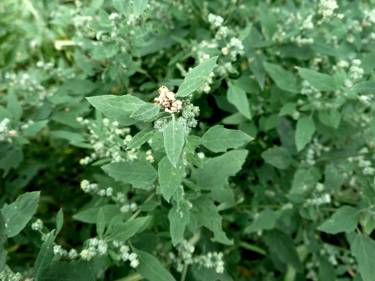 Image of genus Chenopodium specimen.