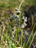 Scirpus maximowiczii