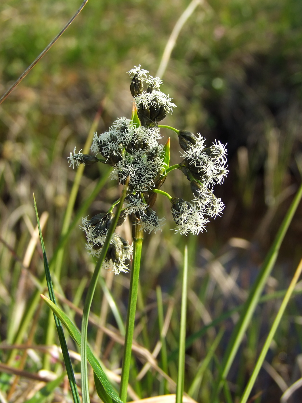 Image of Scirpus maximowiczii specimen.