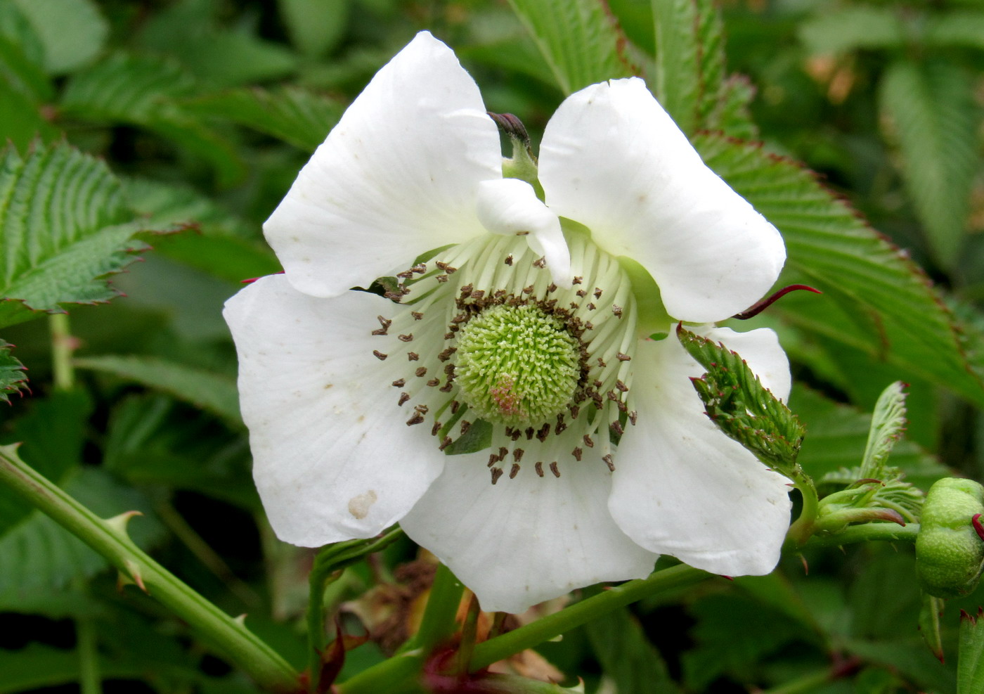 Image of Rubus illecebrosus specimen.