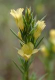 Linum strictum ssp. spicatum
