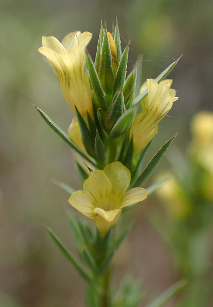 Image of Linum strictum ssp. spicatum specimen.