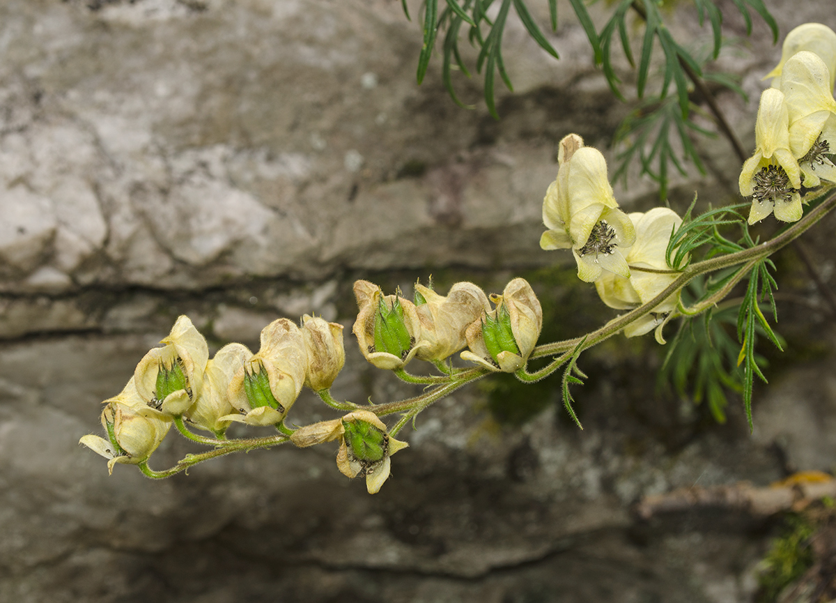 Изображение особи Aconitum nemorosum.