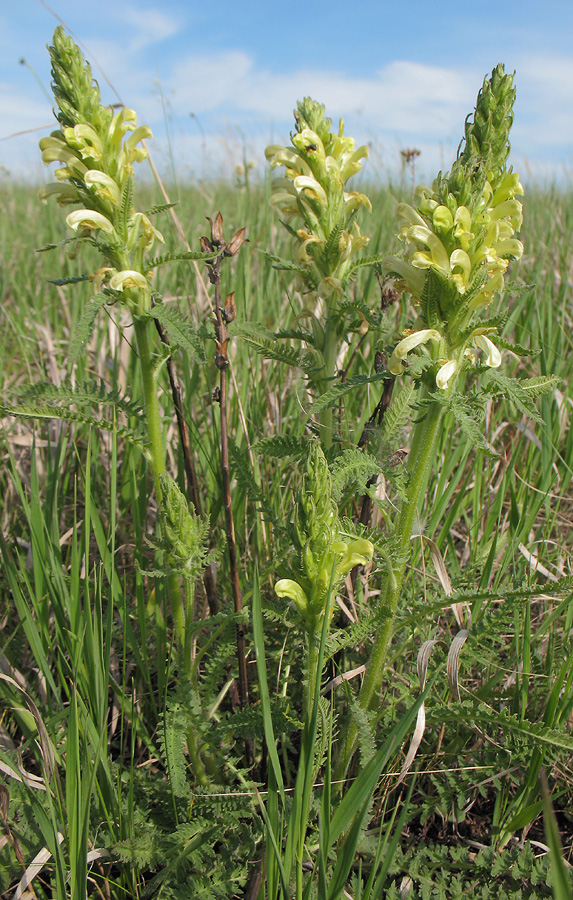 Изображение особи Pedicularis kaufmannii.