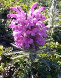 genus Pedicularis. Цветущее растение. Чукотка, Чаунский р-н, западная окр. г. Певек, нижняя пологая часть сопки. 17.06.2018.