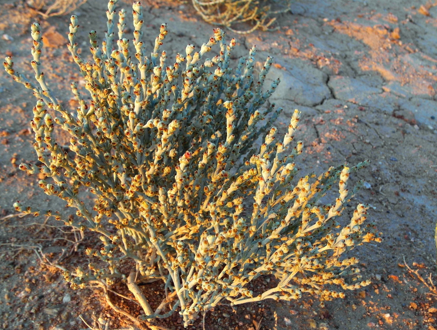 Image of Anabasis salsa specimen.