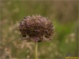 Jasione montana. Соплодие. Украина, Ивано-Франковская обл., Болеховский горсовет, Поляницкий сельсовет, Поляницкий региональный ландшафтный парк, горный луг. 22.07.2018.