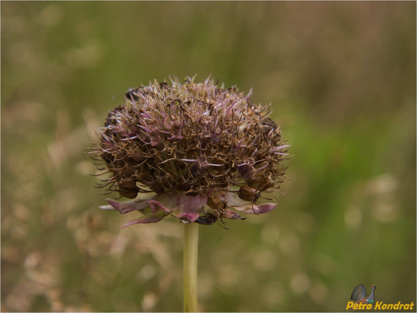 Image of Jasione montana specimen.