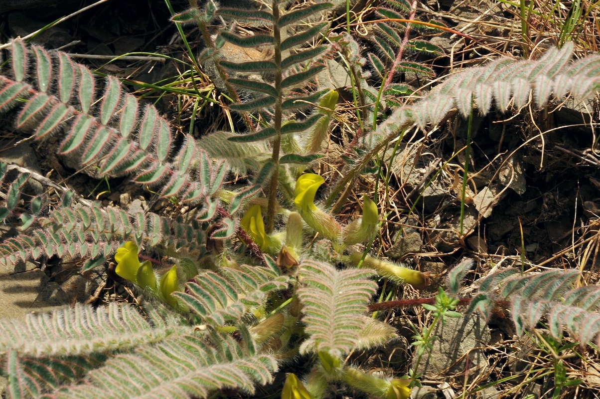 Изображение особи Astragalus syreitschikovii.