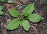 род Phytolacca