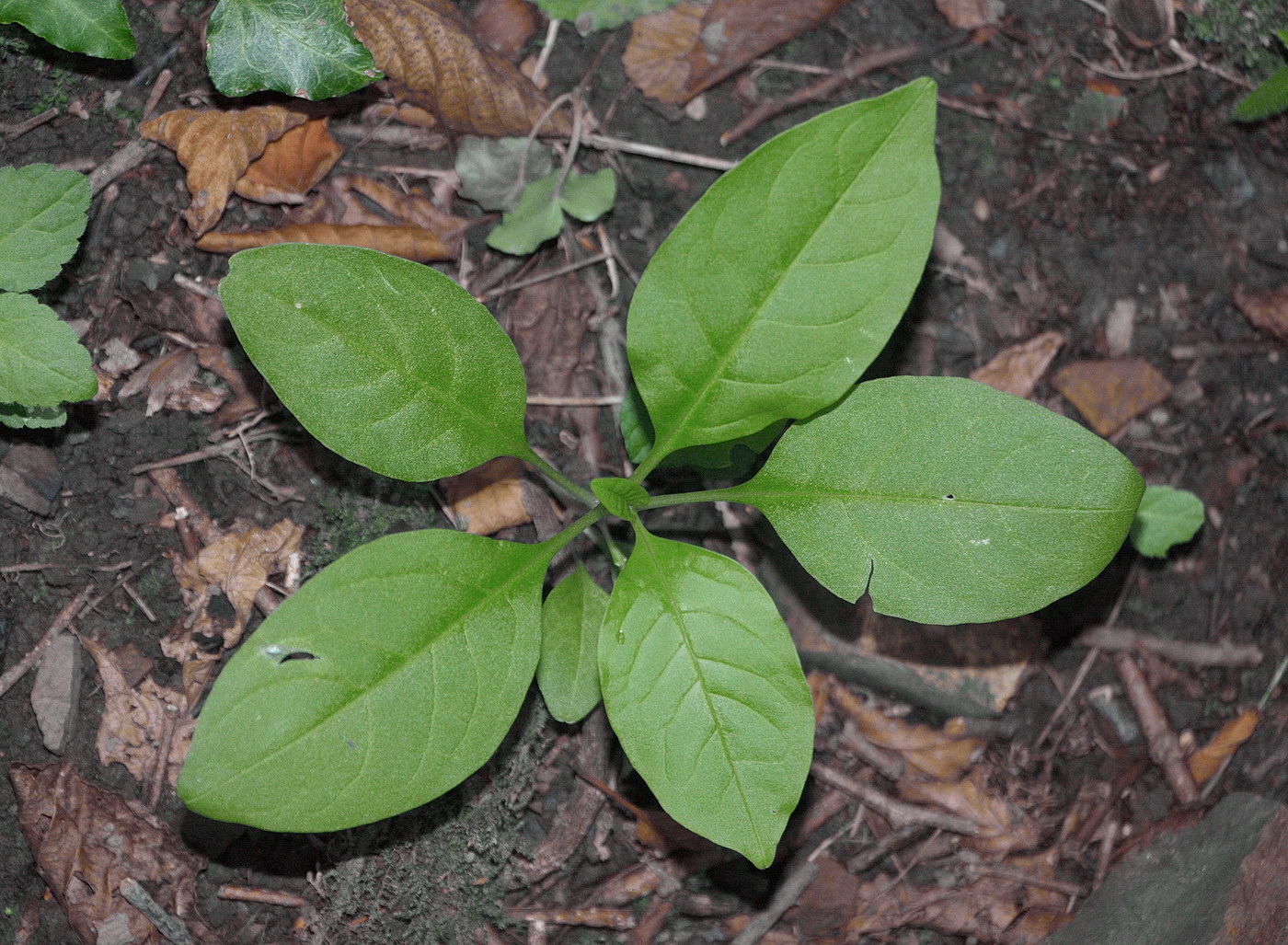 Изображение особи род Phytolacca.