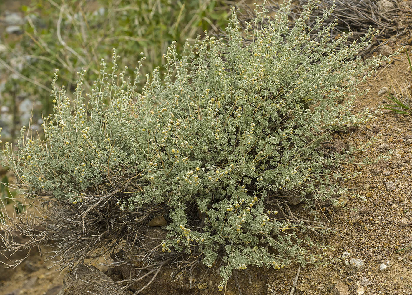 Изображение особи Artemisia rutifolia.