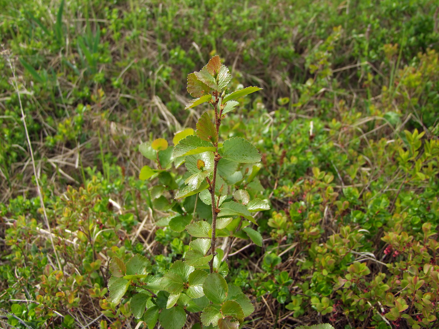 Image of Betula divaricata specimen.