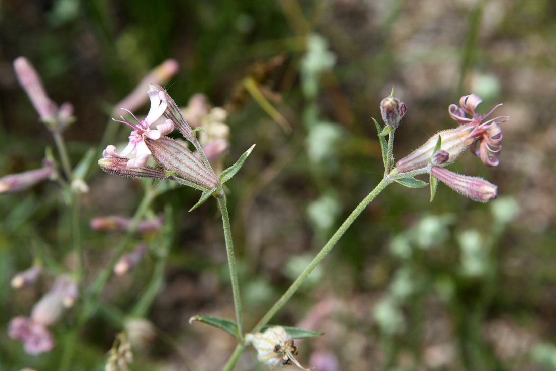 Изображение особи Silene brahuica.