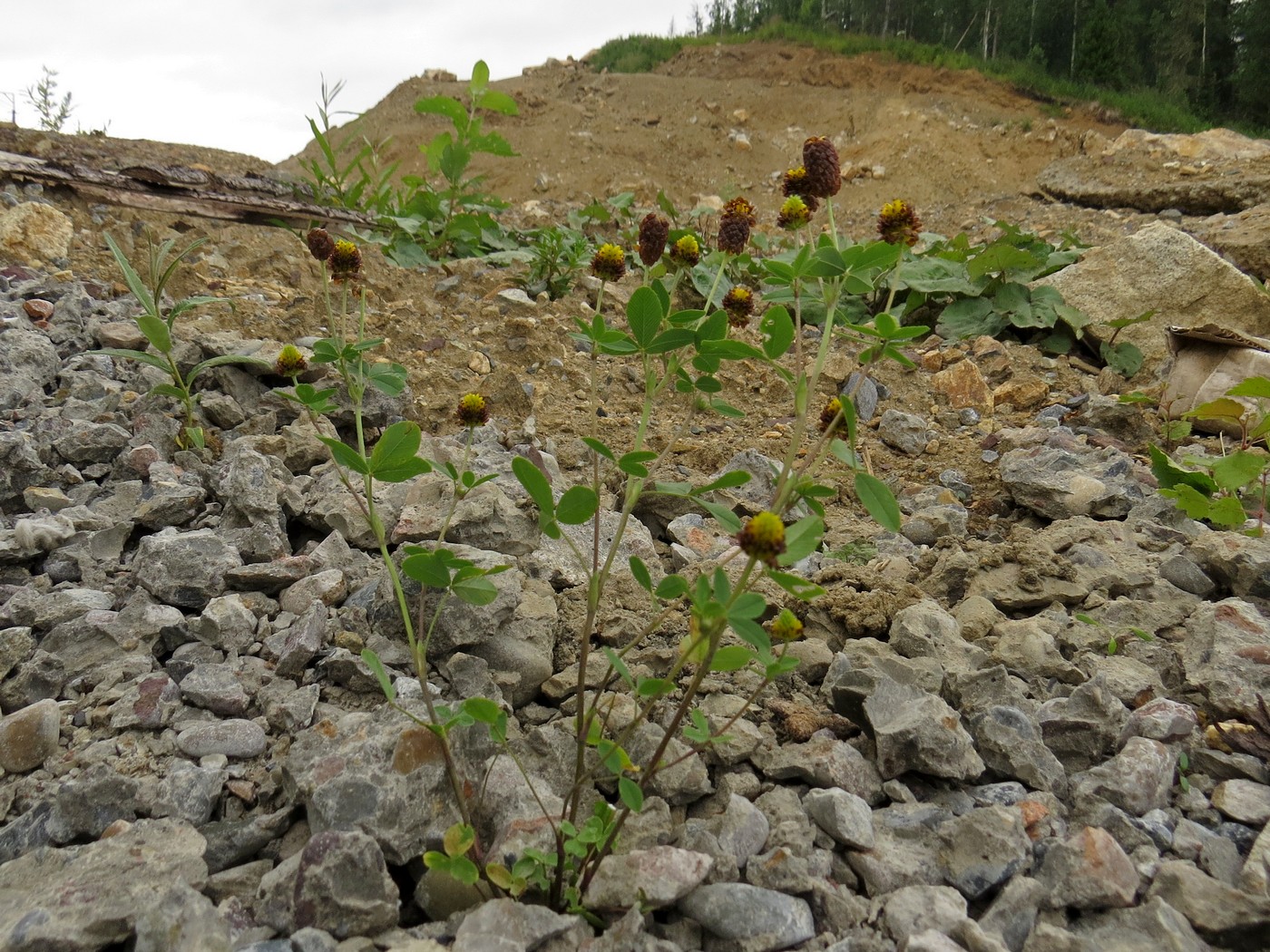 Изображение особи Trifolium spadiceum.