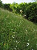 Cirsium erisithales