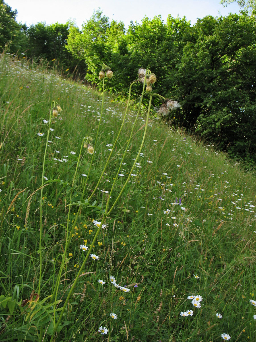 Image of Cirsium erisithales specimen.