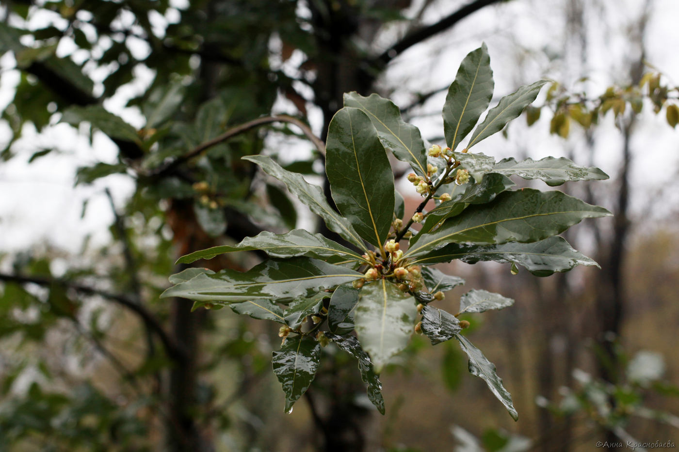 Изображение особи Laurus nobilis.