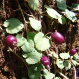 Lobelia nummularia