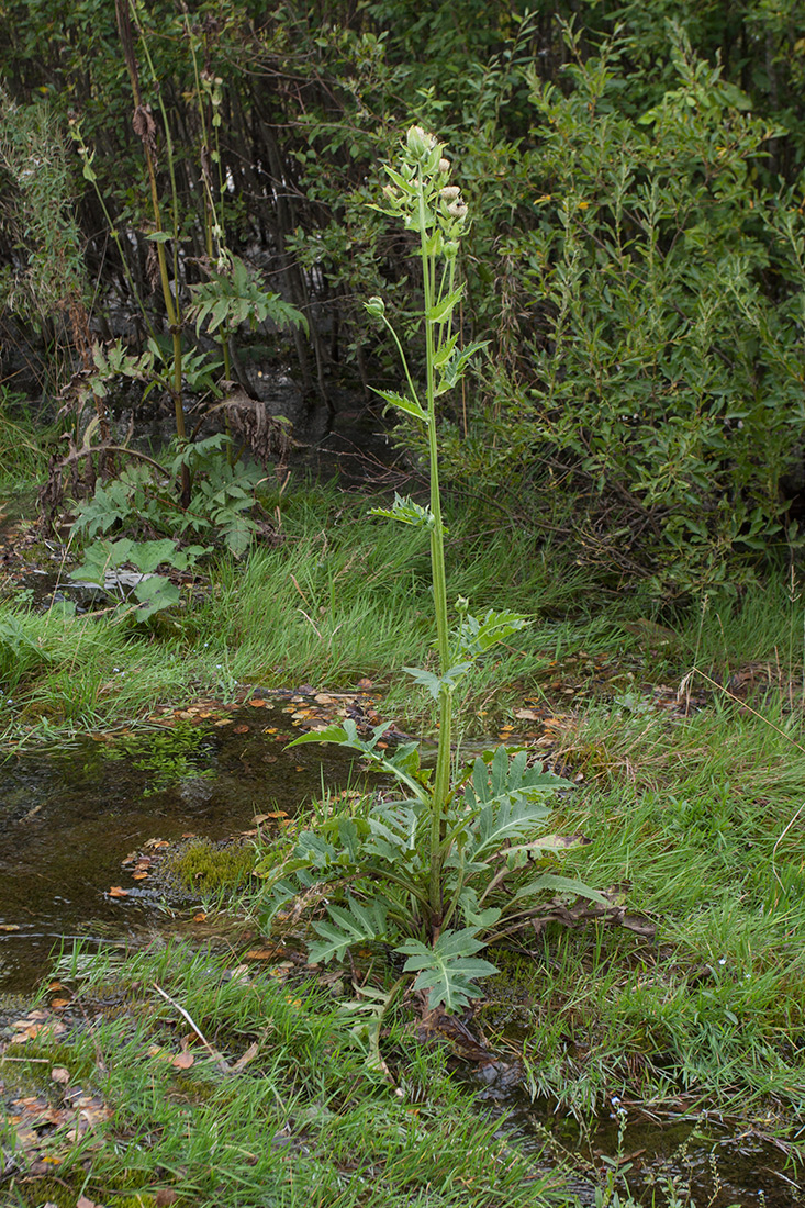 Изображение особи Cirsium oleraceum.