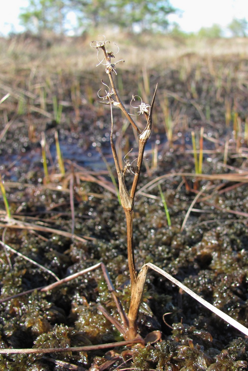 Изображение особи Scheuchzeria palustris.