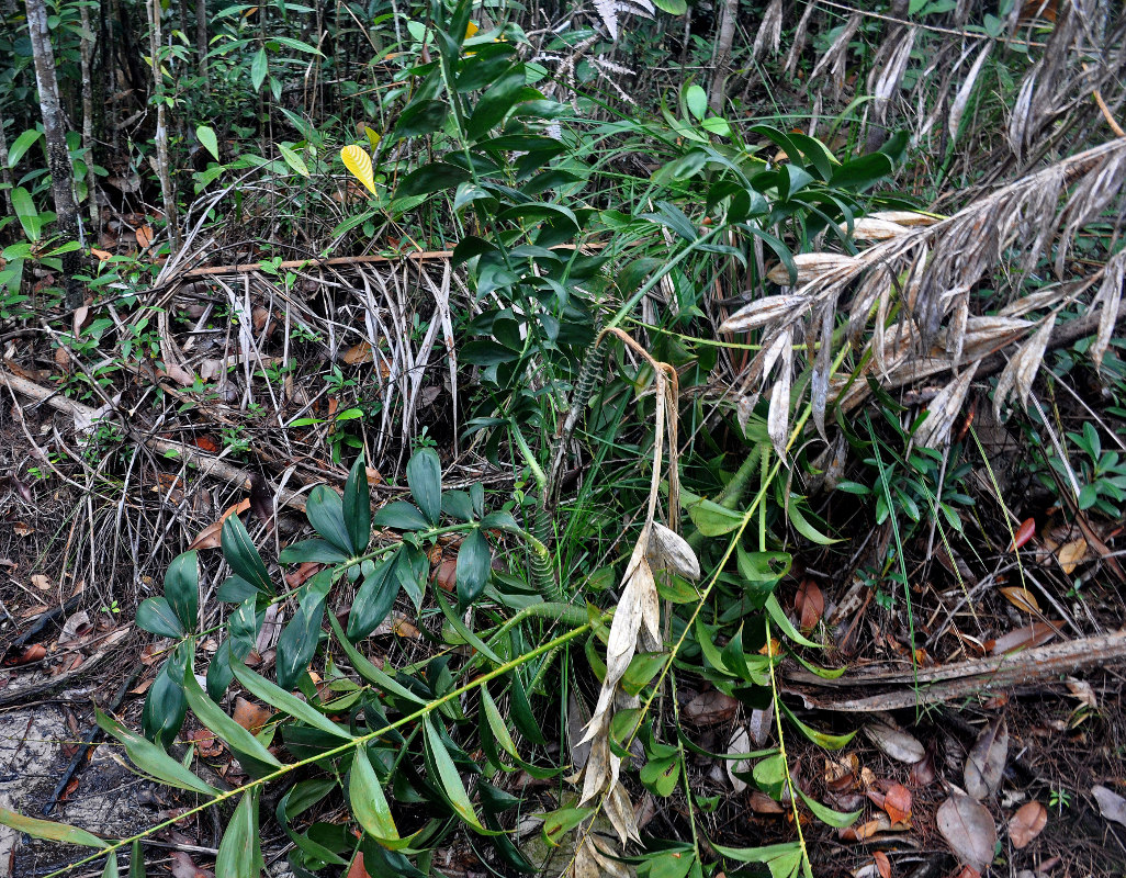 Image of Plectocomia mulleri specimen.