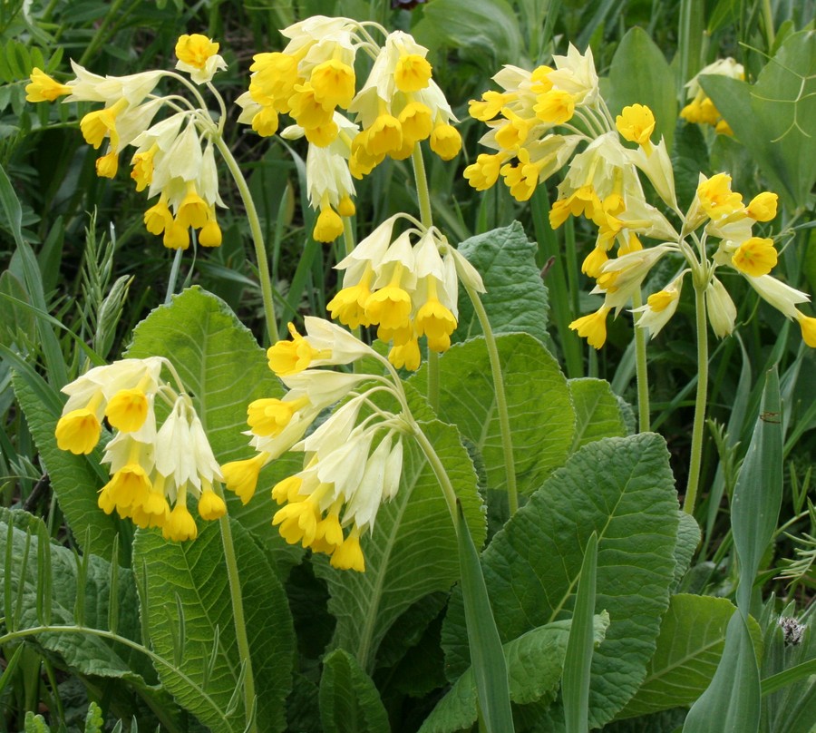 Image of Primula macrocalyx specimen.