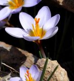 Crocus cyprius. Цветок. Республика Кипр, Троодос (Τρόοδος), 1910 м н.у.м., каменистый склон. 13.04.2019.