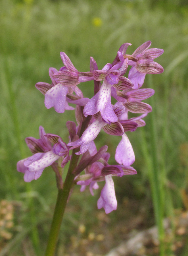 Изображение особи Anacamptis morio ssp. caucasica.