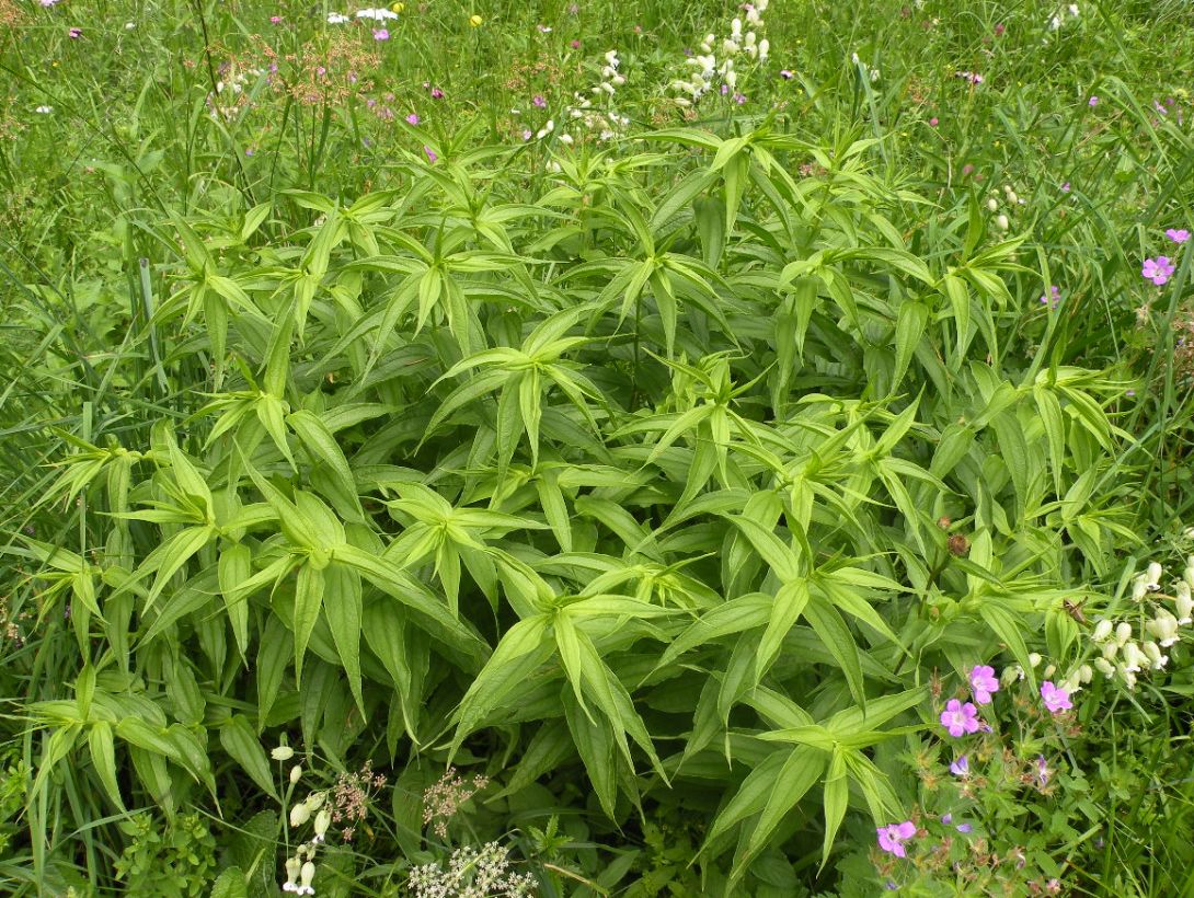 Image of Gentiana asclepiadea specimen.