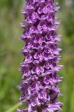 Dactylorhiza baltica. Часть соцветия. Ленинградская обл., Гатчинский р-н, окр. дер. Авколево, карьер \"Елизаветино\", зарастающий деревьями разнотравно-вейниковый луг на известняке. 16.06.2019.