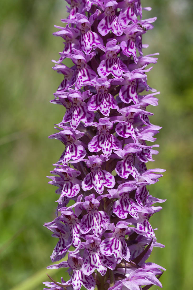 Image of Dactylorhiza baltica specimen.