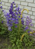 Campanula medium