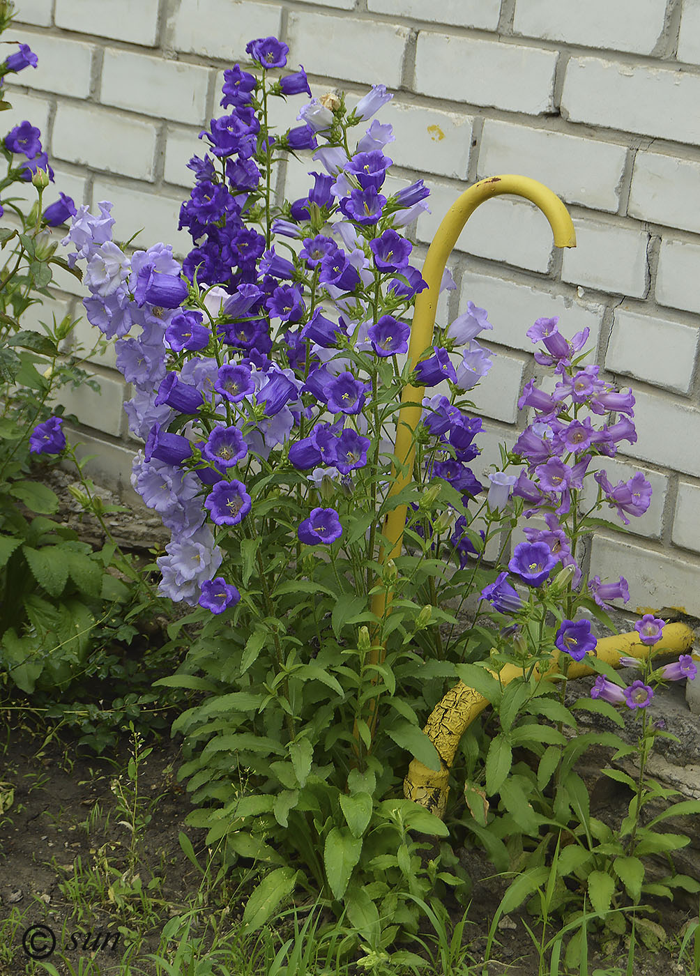 Изображение особи Campanula medium.