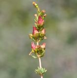 Hypericum confertum ssp. stenobotrys