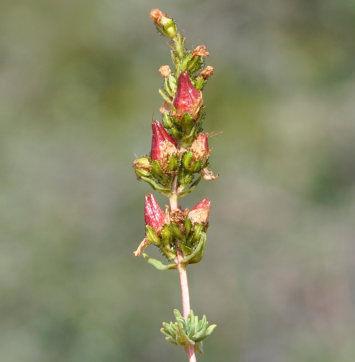 Image of Hypericum confertum ssp. stenobotrys specimen.