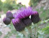 род Cirsium. Соцветия. Кабардино-Балкария, Эльбрусский р-н, берег р. Герхожансу, ок. 1550 м н.у.м. 02.07.2019.