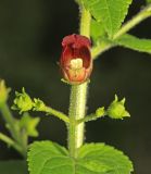 Scrophularia maximowiczii