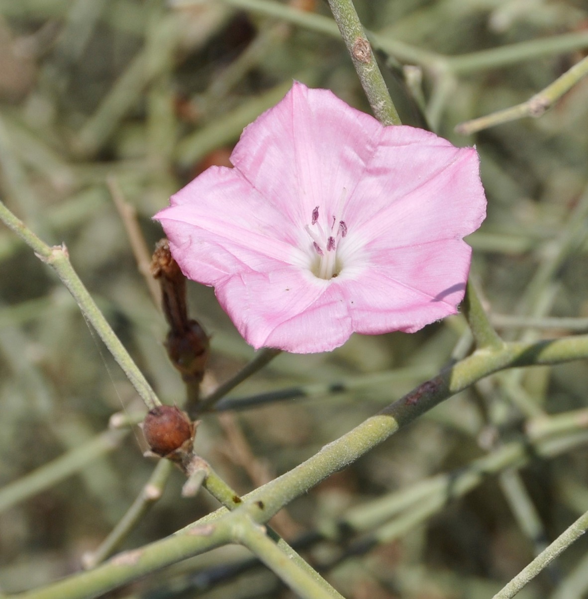 Image of Convolvulus dorycnium specimen.