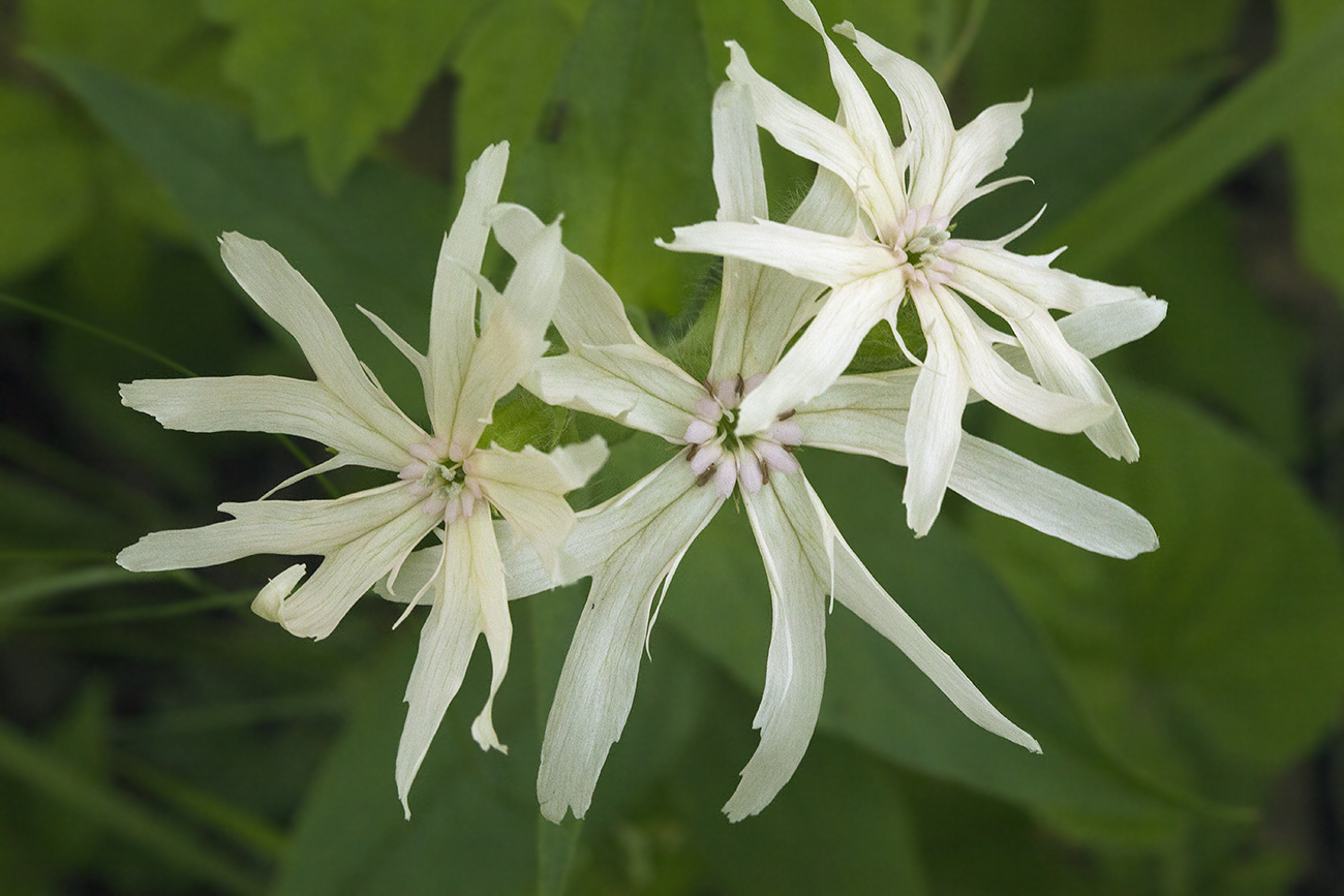 Изображение особи Lychnis fulgens.