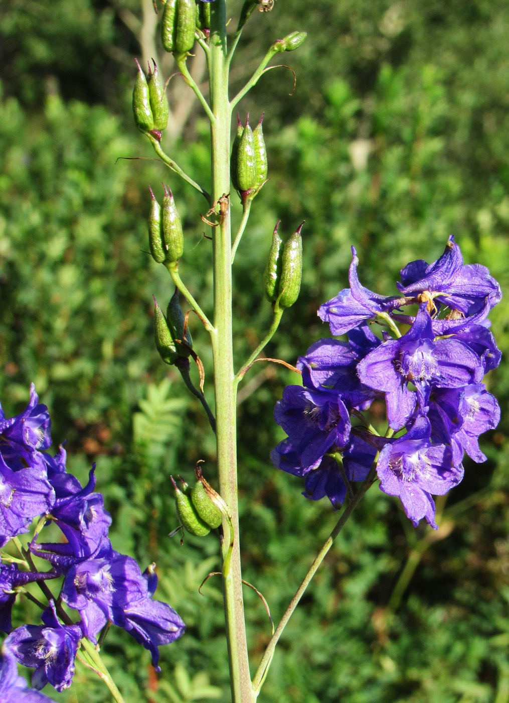 Image of Delphinium dictyocarpum specimen.