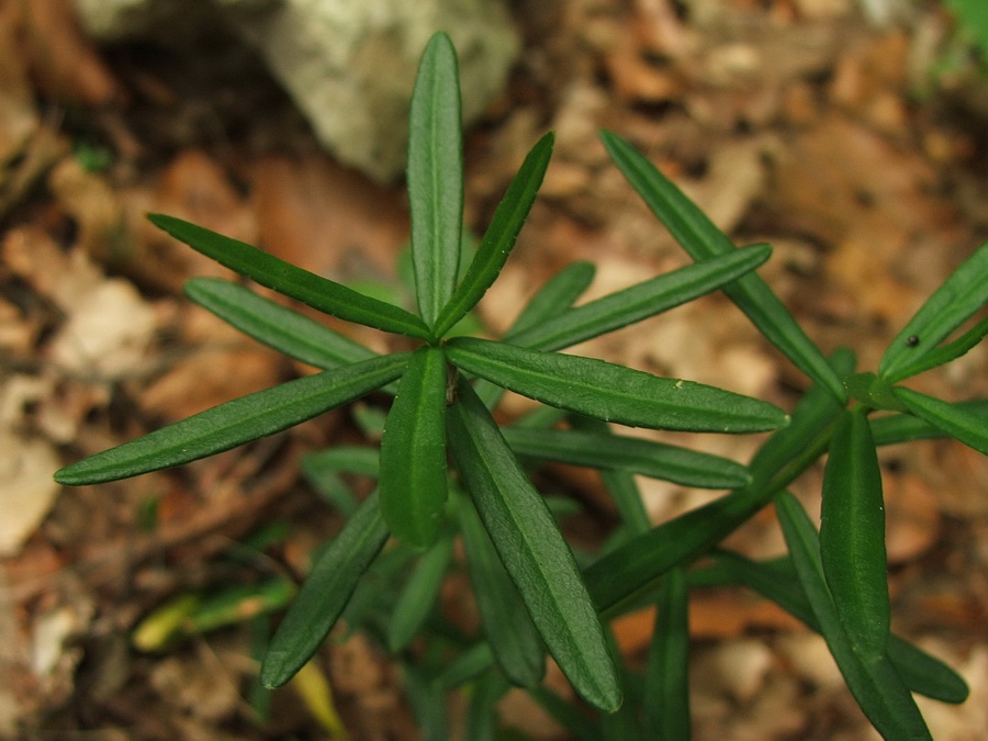 Изображение особи Euonymus nanus.