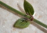 Micromeria nervosa
