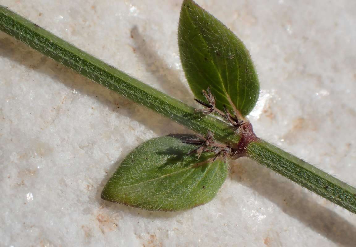 Image of Micromeria nervosa specimen.
