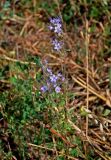 Phacelia tanacetifolia. Верхушка цветущего растения. Московская обл., гор. округ Озёры, окр. с. Клишино, окраина скошенного поля. 15.09.2019.