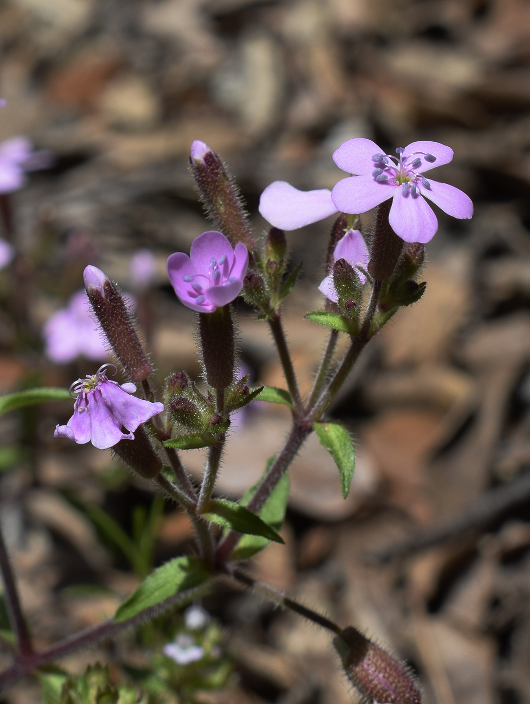 Изображение особи Saponaria ocymoides.